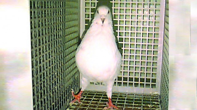 http://tribune.com.pk/wp-content/uploads/2010/05/Pigeon.jpg