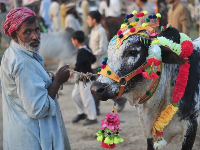 A Pakistani Muslim man shows his bull to customers at an animal market for the traditional animal sacrifice festival Eid in Islamabad on November 1, 2011. PHOTO: AFP
