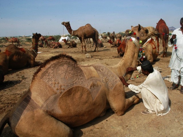 A man decorates a sacrificial camel ahead of Eidul Azha. PHOTO: EXPRESS/ MOHAMMAD NOMAN