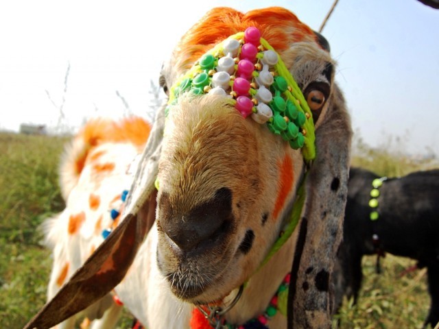 People in Pakistan decorate their sacrificial animals to express their feelings towards the animals. PHOTO: EXPRESS/ MUHAMMAD JAVAID