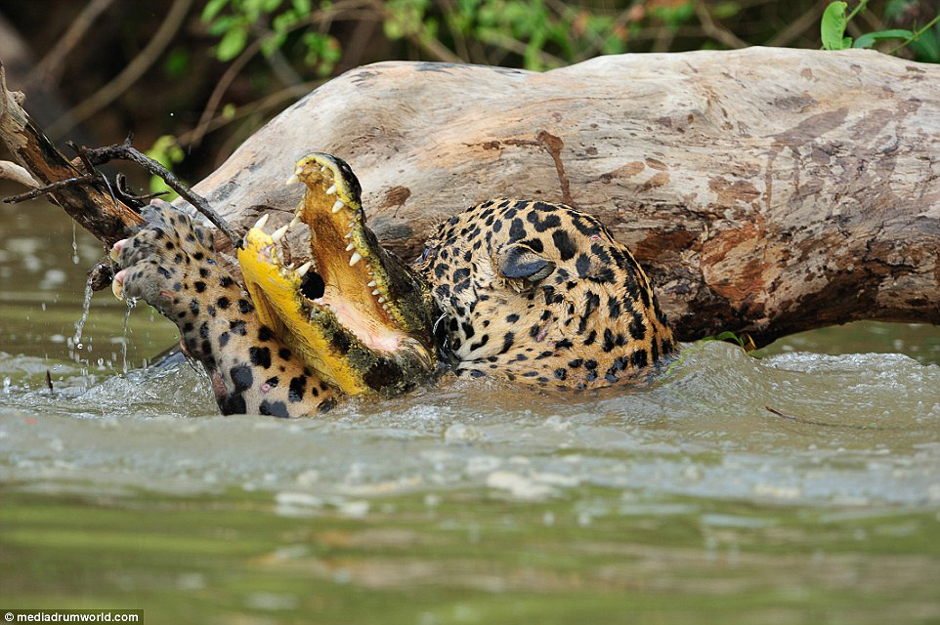 In pictures: A jaguar and crocodile battle it out in Brazil
